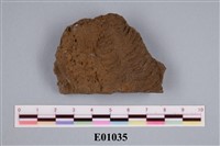 藏品(海綿)的圖片